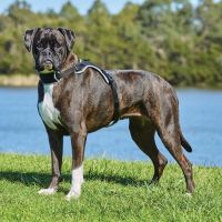 WEATHERBEETA ELEGANCE DOG HARNESS BLACK