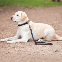 WEATHERBEETA LEATHER PLAITED DOG LEAD BROWN/NAVY