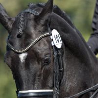 EQUETECH BRIDLE NUMBER HOLDER  BLACK