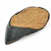 HOLLINGS FILLED HOOF 50g