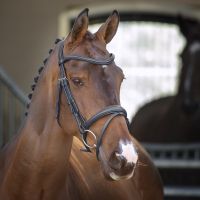 SHIRES LUSSO PADDED FLASH BRIDLE