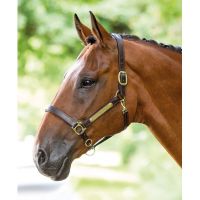 SHIRES LEATHER HEADCOLLAR WITH NAMEPLATE